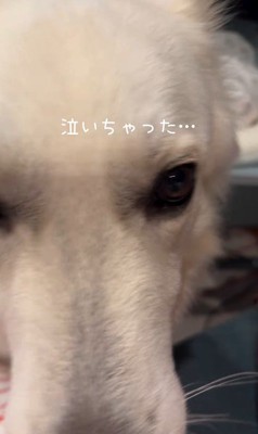 赤ちゃんが泣いた時のワンダくん4