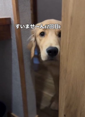 また覗きに来たロキくん