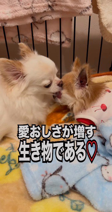 茶色い犬を舐める白い犬