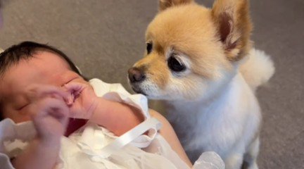 赤ちゃんの面倒を見たい