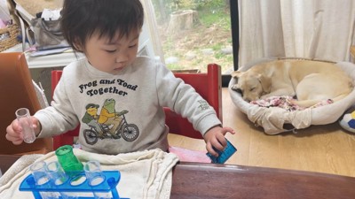 一安心して眠るゴンちゃん&懲りない女の子