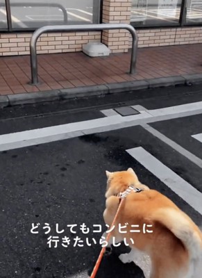 リードをグイグイ