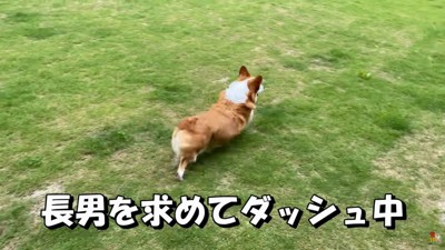 お庭に飛び出してダッシュ