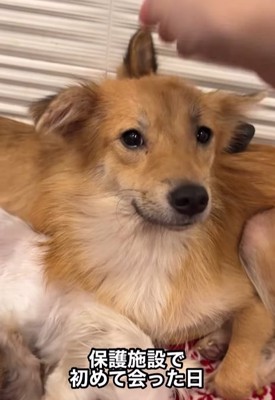 保護施設にいた時の犬