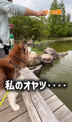 鯉に餌をあげた時のたこやきちゃん9