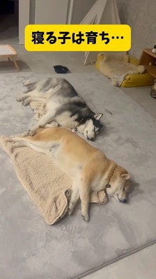 隣に並んで同じ体勢で眠るハスキー犬と柴犬