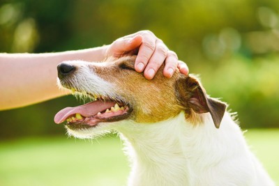 撫でられて笑顔の犬