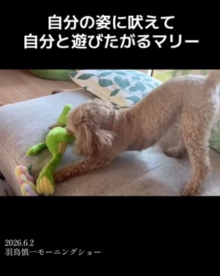 オモチャで遊ぶ小型犬
