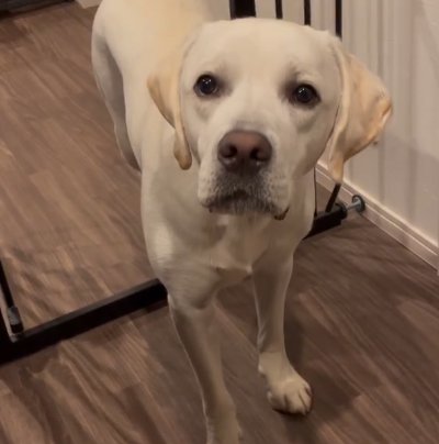 ゲートのこちら側に入っている上半身