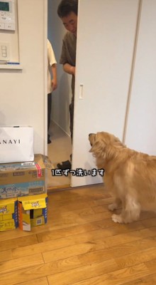 部屋のドアを閉める男性を見つめる犬