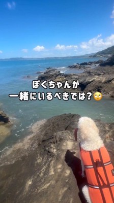 沖で遊んでいる女性を、岩礁から見つめる犬