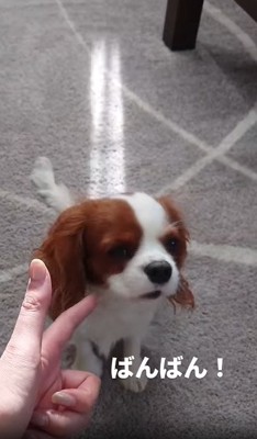 斜め横を向く犬