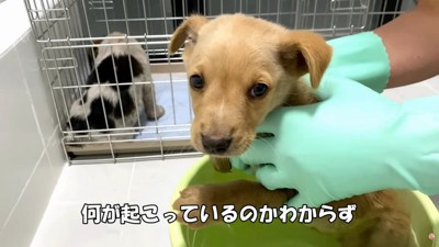 震えるばかり…