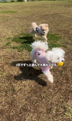 アムちゃんとアオくん7