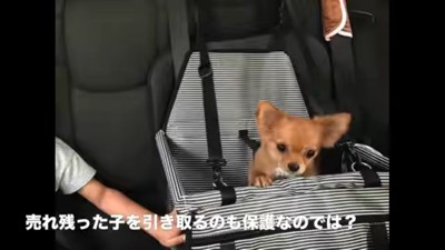 家族として迎えることに