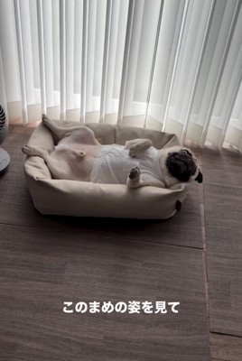 仰向けで寝転がる犬