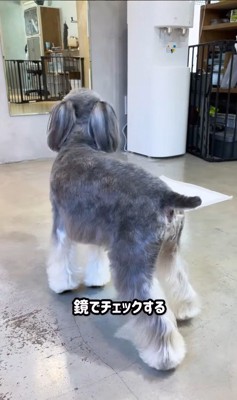 トリミング後のなぎちゃん2