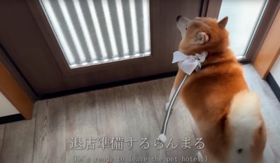 出口で待つ柴犬