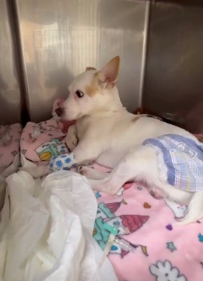 毛布の上で横たわる犬