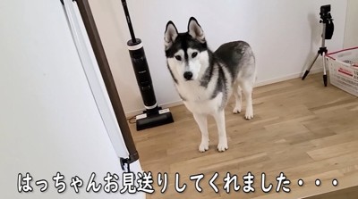 お見送りする大型犬