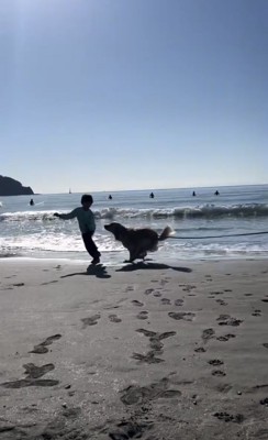 砂浜を一緒に走る犬と人