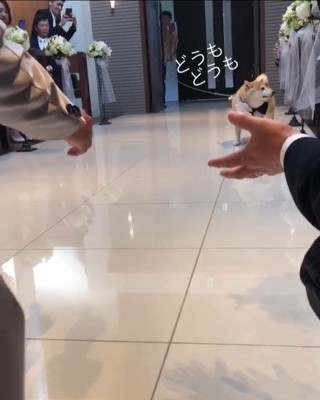 リングドッグに挑戦する豆助座衛門くん2