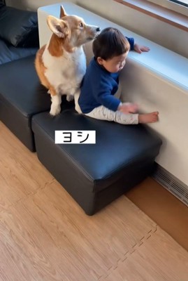 男の子が段差を降りる時のサクくん8