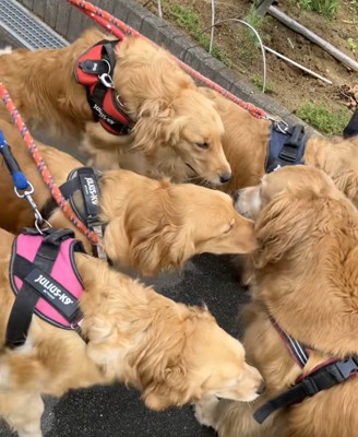 わんこ5匹の圧巻の光景