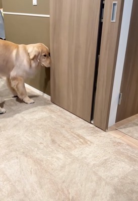ドアを鼻先で突く大型犬