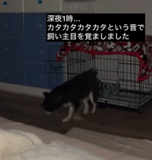暗い部屋でケージの前をうろつく柴犬