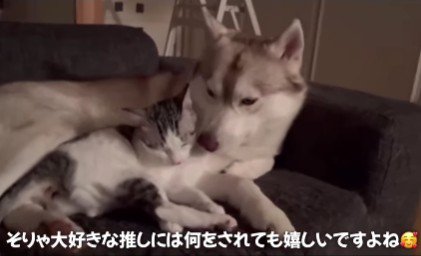 大好きだから許せるね