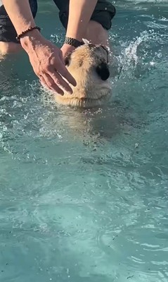 プールに来たぽんずちゃん6