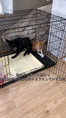 黒い犬の後ろに隠れる子犬