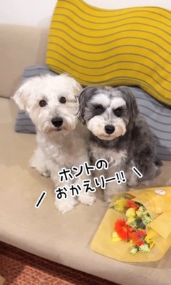 バンデくんとなぎちゃんの本当のおかえり⑩