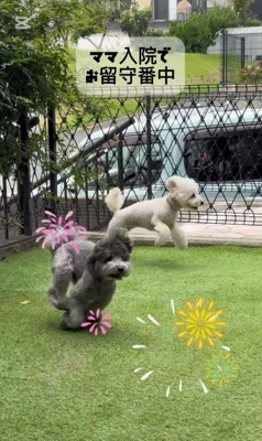 レオくんとサラちゃんの熱烈歓迎7