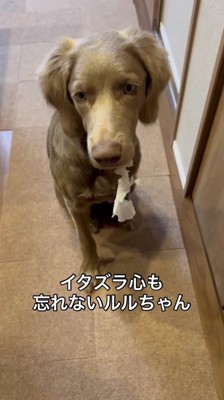 袋の切れ端を咥える犬