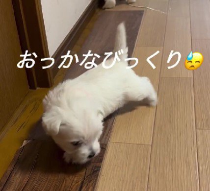 おっかなびっくりだったり…