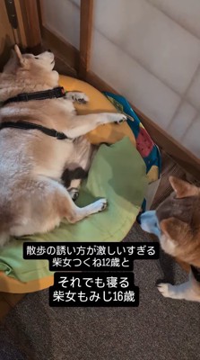 クッションに横たわるお姉ちゃん犬を見つめる妹犬