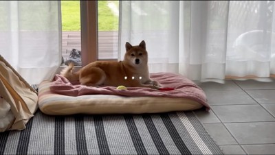 窓際のベッドから男性を見つめる雌の柴犬