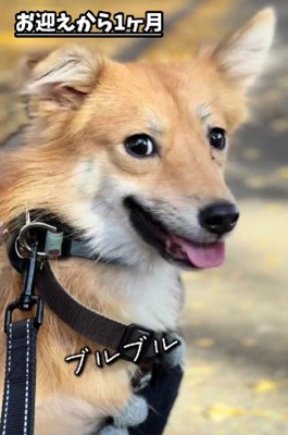 ブルブル震えることも