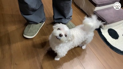 ナナくんとパパさんの再会9