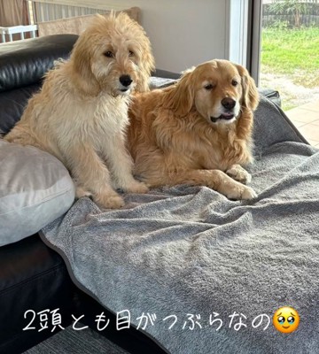 つぶらな目がそっくり！