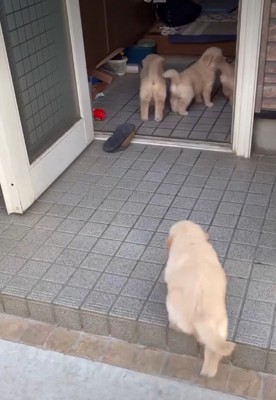 出遅れたパピーさん