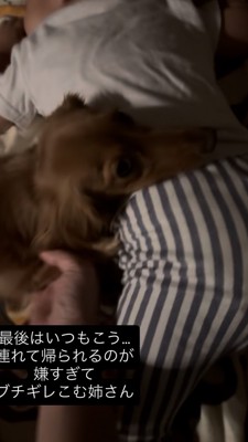 男の子の背中にあごを乗せて阻止するダックス