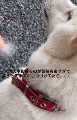 毛が抜けるおもちちゃん1