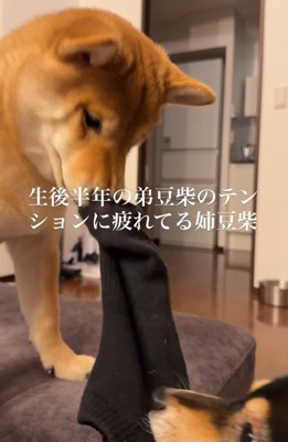 最後は遊んであげた♪