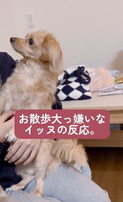 可愛らしく飼い主さんを見つめるとろろちゃん