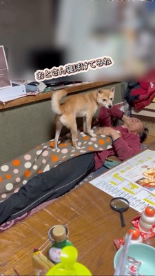 寝ぼけているお父さんに混乱する柴犬