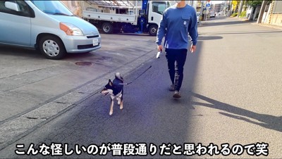 飼い主にリードを引かれて散歩をする黒柴