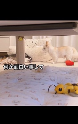 うにちゃんの変顔